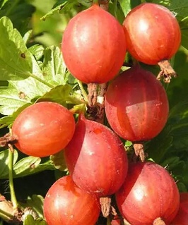 Крыжовник Машека 1 шт, РБ