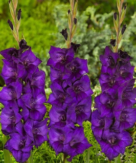 Гладиолус крупноцветковый Перпл Флора, 3 шт, Нидерланды