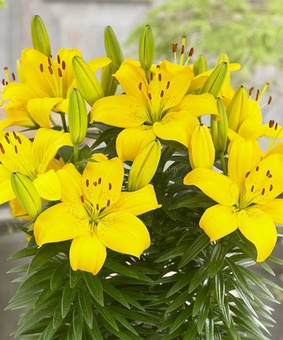 Лилия азиатская Ильзе 1 шт, Польша