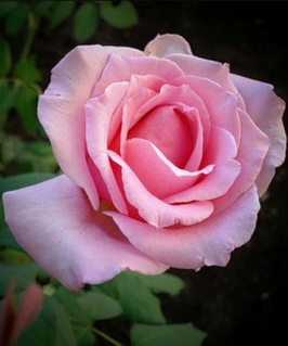 Роза чайно-гибридная Эйфелева Башня 1 шт, Сербия