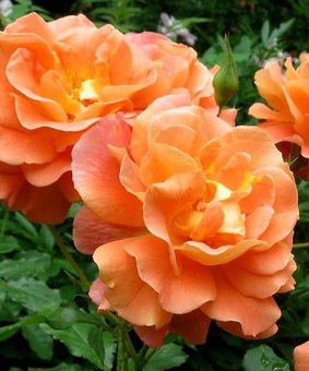 Роза плетистая Вестерленд 1 шт, Сербия