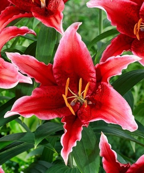 Лилия восточная Ред Флеш 1 шт, Польша