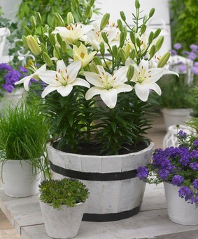 Лилия азиатская Гвен 1 шт, Польша