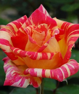 Роза чайно-гибридная Карибия 1 шт, Сербия