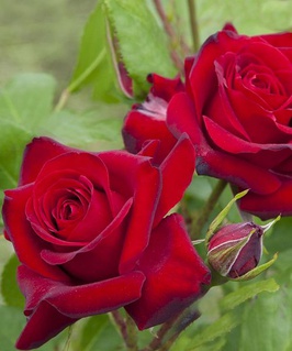 Роза флорибунда Никколо Паганини 1 шт, Сербия