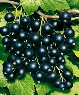 Смородина черная Бен Тирен 1 шт, РБ