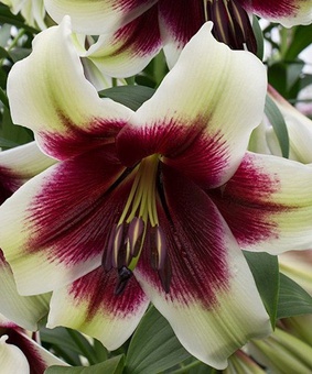 Лилия ОТ-гибрид Пэшн Мун 1 шт, Польша