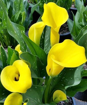 Калла Саммер Сан, 1 шт, Нидерланды