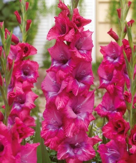 Гладиолус крупноцветковый Люмьер, 3 шт, Нидерланды