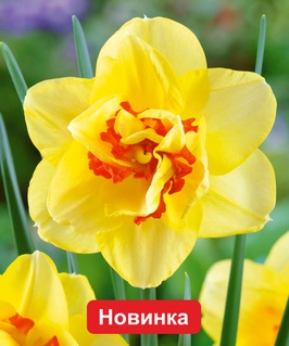 Нарцисс Махровый Таити 2 шт, Польша