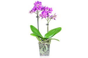 Пересадочные горшки для орхидей