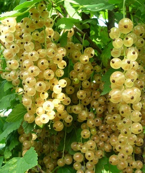 Смородина белая Смольяниковская 1 шт, РБ