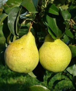 Груша Завея 1 шт, РБ