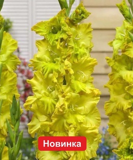 Гладиолус гофрированный Блитц, 3 шт, Нидерланды