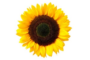 Подсолнечник