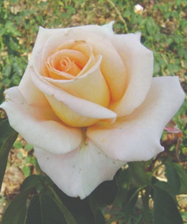 Роза чайно-гибридная Квин оф Маргарита 1 шт, Сербия