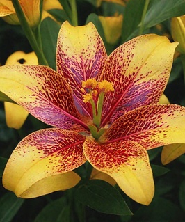 Лилия азиатская Голден Стоун 1 шт, Польша