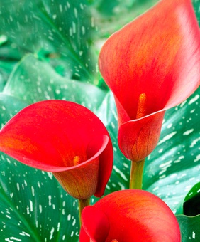 Калла Ред Альтерт, 1 шт, Нидерланды