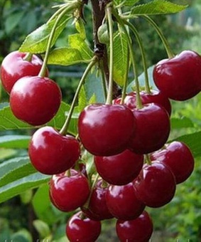 Вишня Гриот белорусский 1 шт, РБ