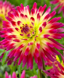 Георгина кактусовидная Таити Санрайс, 1 шт, Нидерланды