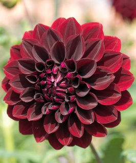 Георгина декоративная Арабиан Найт, 1 шт, Нидерланды