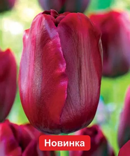 Тюльпан Триумф Нешнл Вельвет 2 шт, Польша