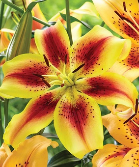 Лилия АОА-гибрид Вива ла Вида 1 шт, Польша