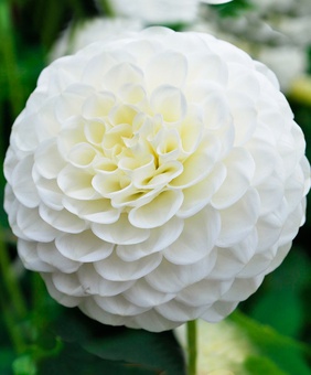 Георгина шаровидная Вайт Астер, 1 шт, Нидерланды