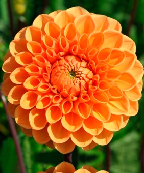 Георгина шаровидная Сильвия, 1 шт, Нидерланды