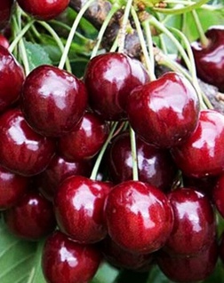 Черешня Регина 1 шт, РБ