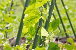 Опоры для растений металл