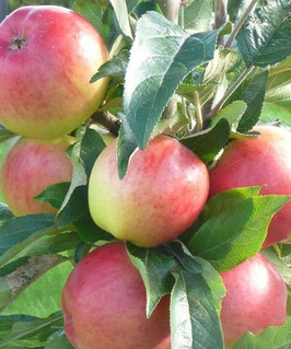 Яблоня колоновидная Валюта 1 шт, РБ