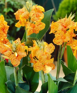 Канна Пикассо, 1 шт, Нидерланды