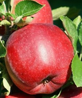 Яблоня Белорусское Сладкое 1 шт, РБ