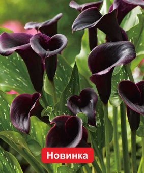 Калла Дубай Найтс, 1 шт, Нидерланды