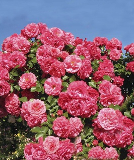 Роза плетистая Розариум Ютерсен 1 шт, Сербия