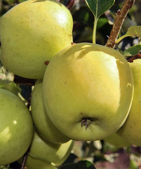 Яблоня Голден Делишес 1 шт, РБ