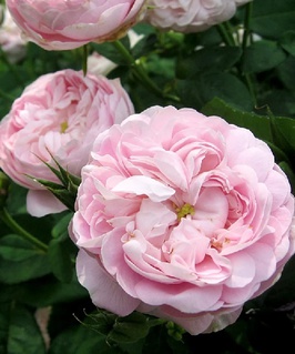 Роза парковая (Шраб) Монтебелло 1 шт, Сербия