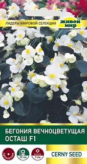 Бегония вечноцветущая Осташ F1 (Cerny seed) 10 шт, РБ
