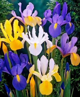Ирис голландский Микс, 5 шт, Нидерланды