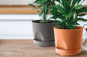 Коллекция Тренд