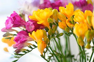 Разнолуковичные весна