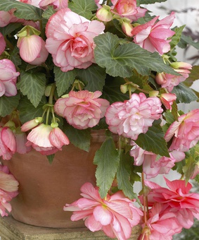 Бегония клубневая Каскад Флоренс, 1 шт, Нидерланды