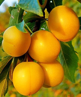 Алыча гибридная Лодва 1 шт, РБ