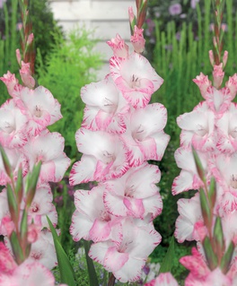 Гладиолус крупноцветковый Май Лав, 3 шт, Нидерланды