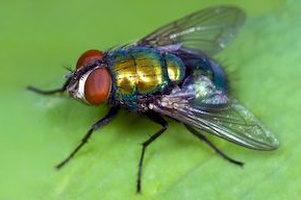 Средства от грызунов, кротов и насекомых