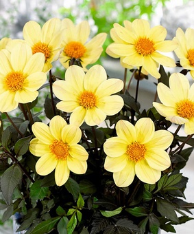 Георгина бордюрная Хэппи Дейс Лемон, 1 шт, Нидерланды