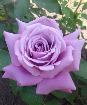 Роза чайно-гибридная Майнцер Фастнахт 1 шт, Сербия