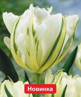Тюльпан Махровый ранний Уайт Валлей 2 шт, Польша