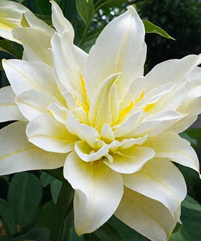 Лилия восточная махровая Май Веддинг 1 шт, Польша